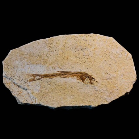 Fossil fisk